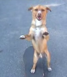 Skater Dog Knows How To Roll